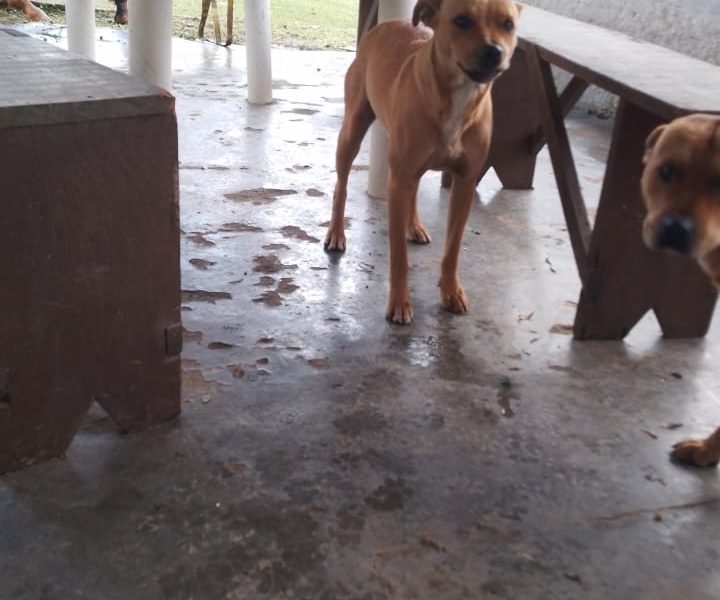 2 Cães (Adoção Urgente)