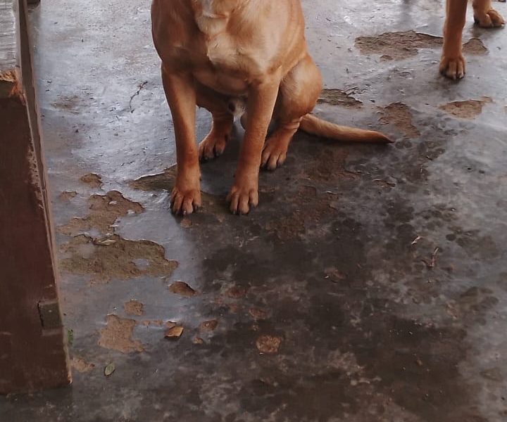 2 Cães (Adoção Urgente)