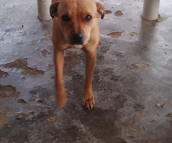 2 Cães (Adoção Urgente)
