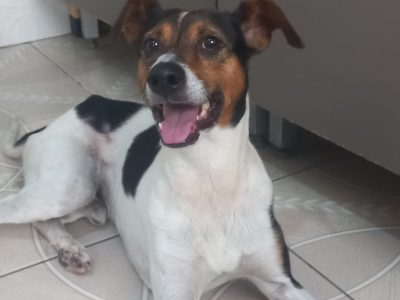 Porte M/P (Adoção Urgente)