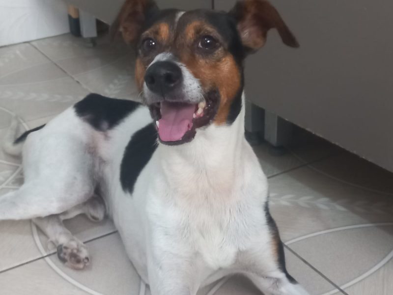Porte M/P (Adoção Urgente)