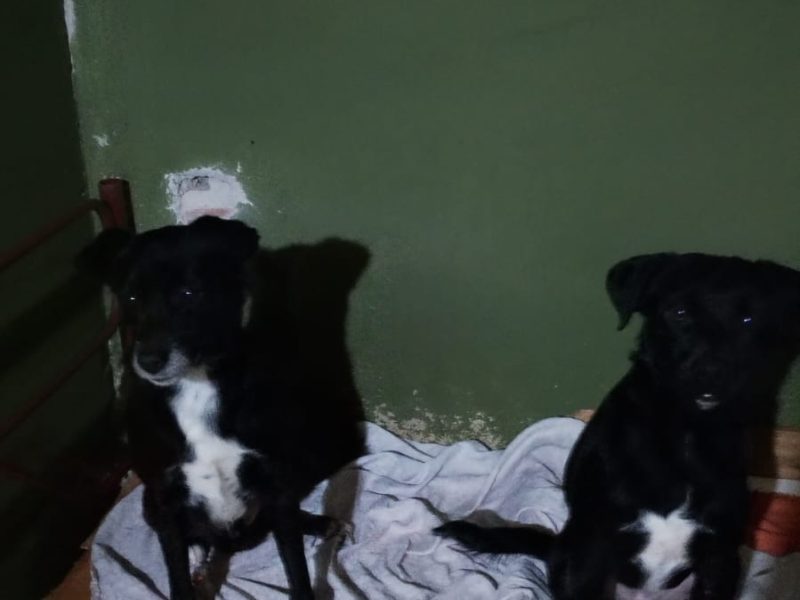 12 Cães (Adoção Urgente)