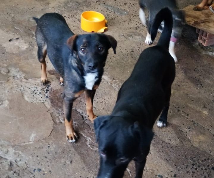 12 Cães (Adoção Urgente)