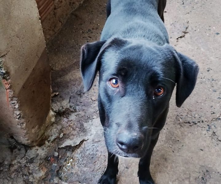 12 Cães (Adoção Urgente)