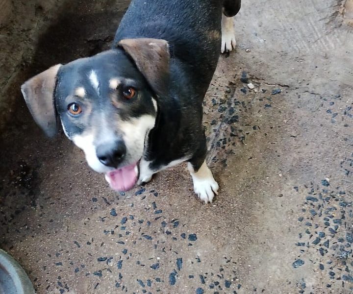 12 Cães (Adoção Urgente)