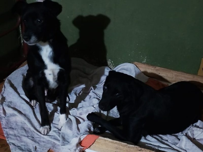 12 Cães (Adoção Urgente)