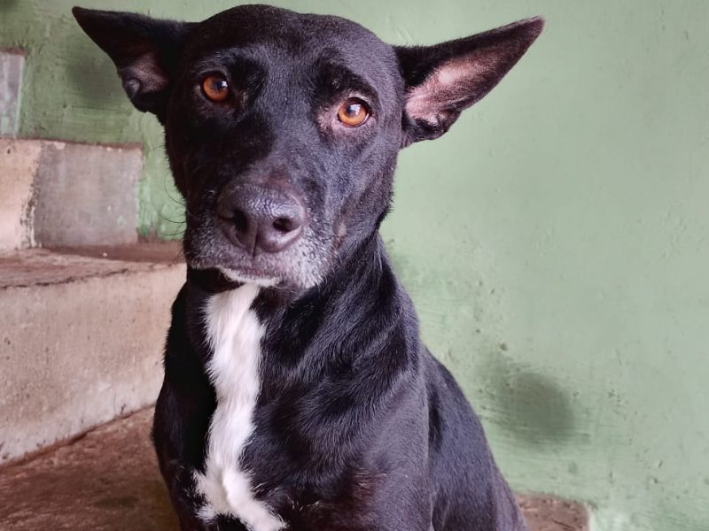 12 Cães (Adoção Urgente)