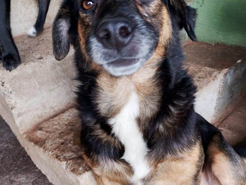 12 Cães (Adoção Urgente)