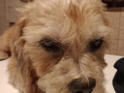 12 Cães (Adoção Urgente)