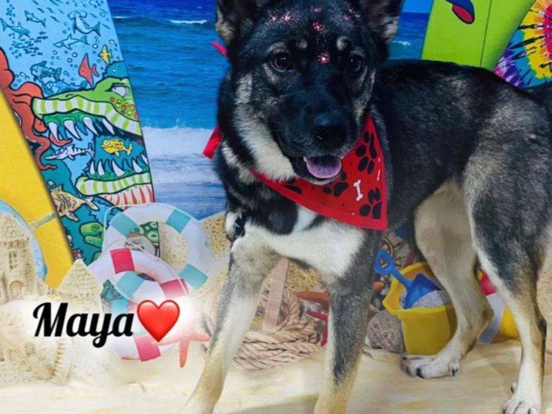 Sansão e Maya (Adoção Urgente)