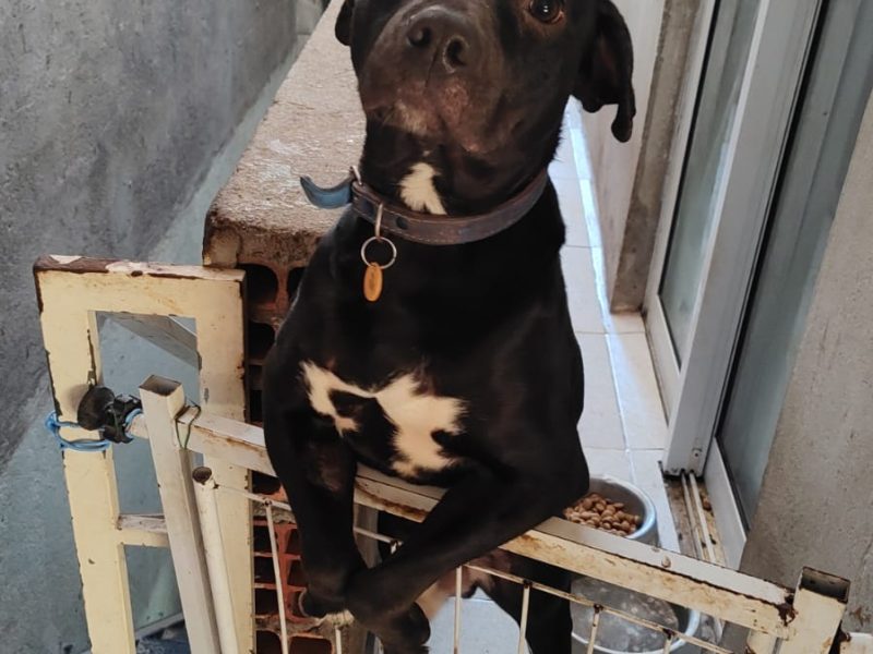 Porte M/P (Adoção Urgente)