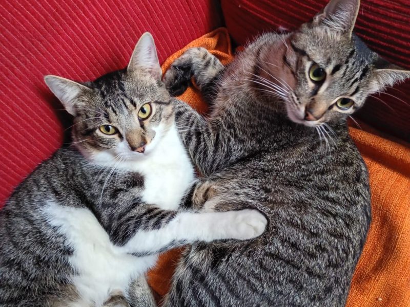 5 Gatos (Adoção Urgente)