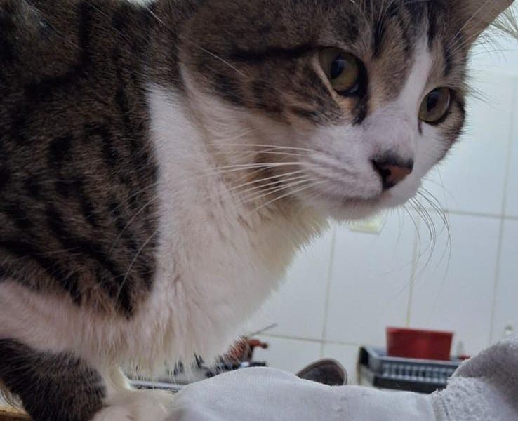5 Gatos (Adoção Urgente)