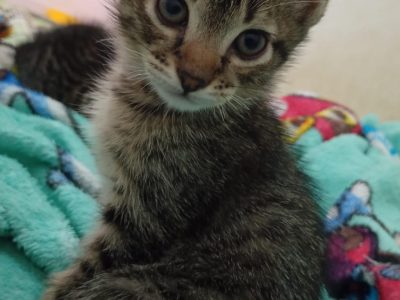 5 Gatos (Adoção Urgente)