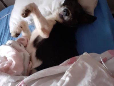 2 Cães (Adoção Urgente)