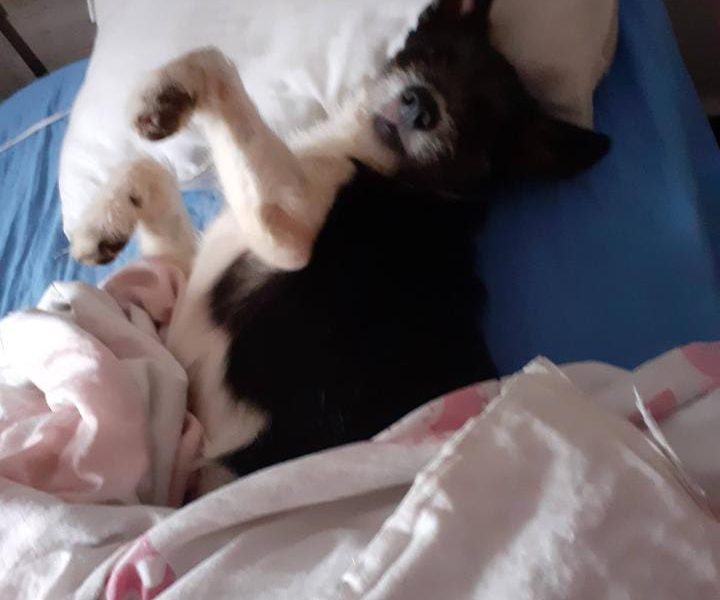 2 Cães (Adoção Urgente)