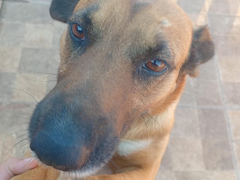2 Cães (Adoção Urgente)
