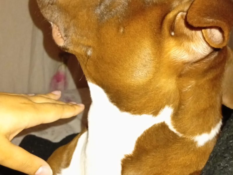 Pitbull (Adoção Urgente)