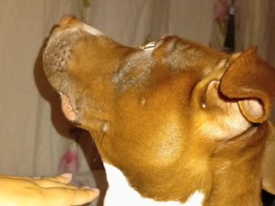 Pitbull (Adoção Urgente)