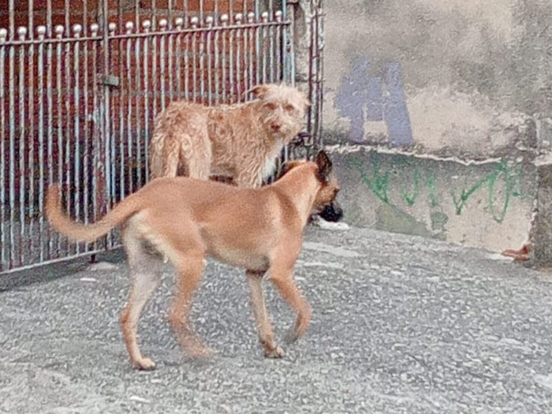 2 Cães (Adoção Urgente)