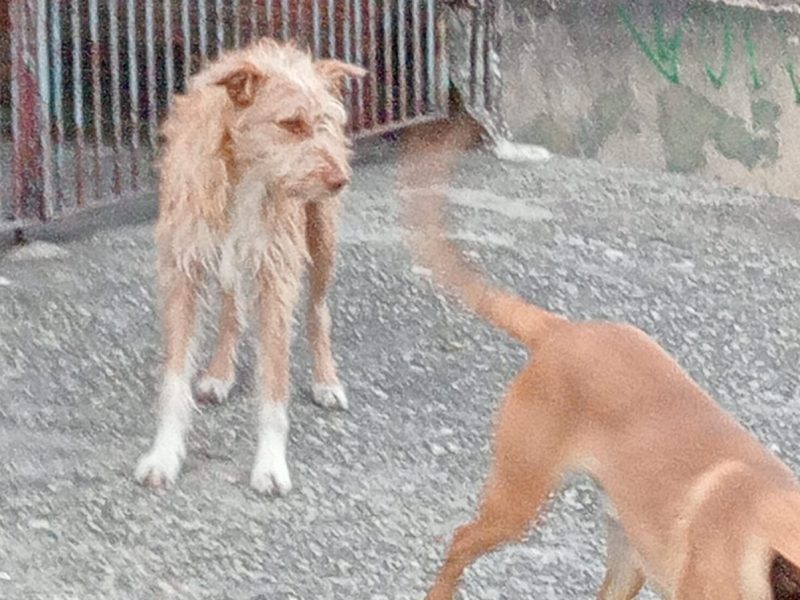 2 Cães (Adoção Urgente)