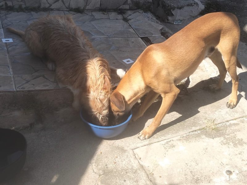 2 Cães (Adoção Urgente)