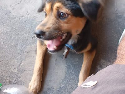 Porte P/M (Adoção Urgente)