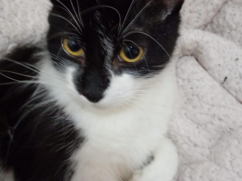 5 Gatos (Adoção Urgente)