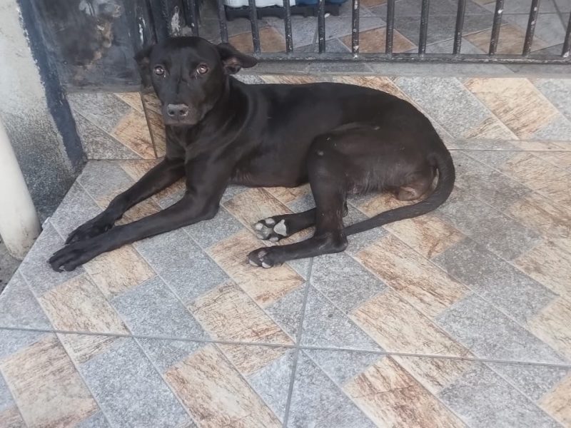 Porte M (Adoção Urgente)