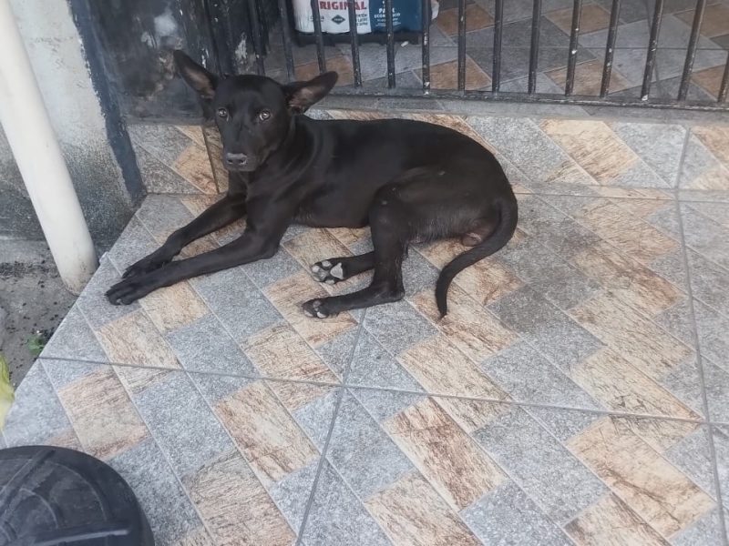 Porte M (Adoção Urgente)