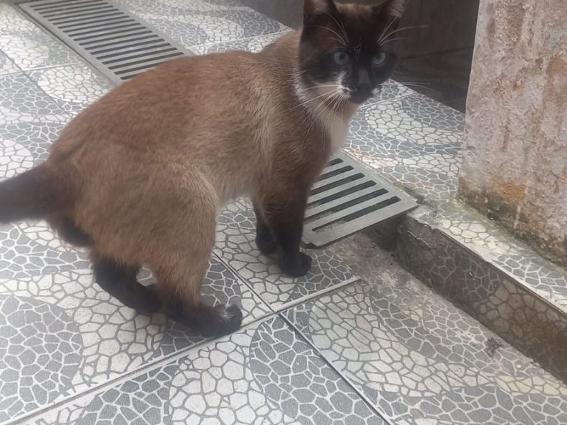 Porte P (Adoção Urgente)