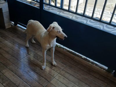 Laila (Adoção Urgente)