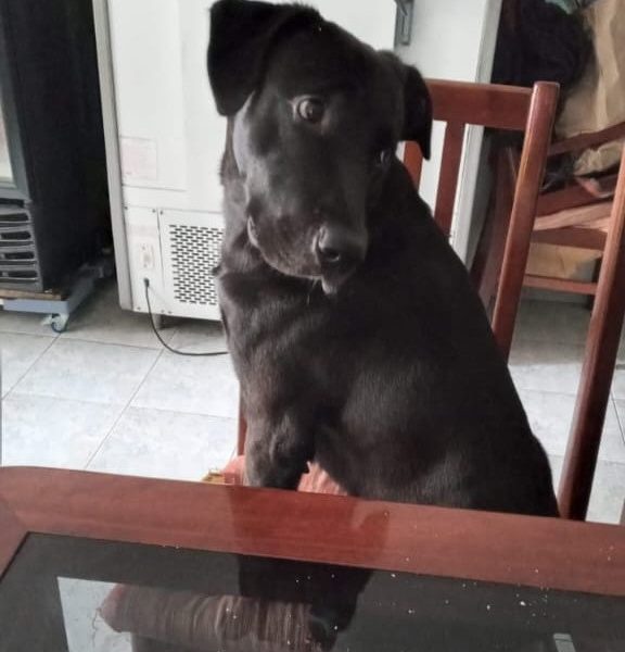 Labrador (Adoção Urgente)