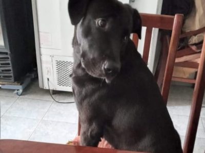 Labrador (Adoção Urgente)