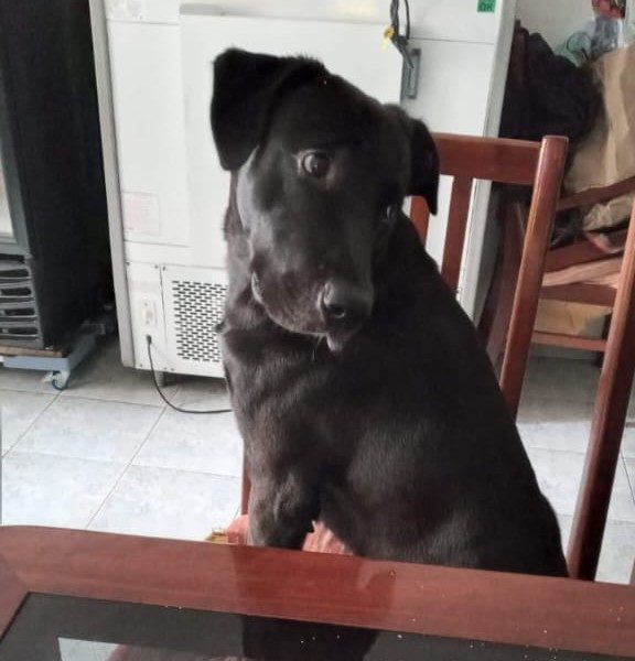 Labrador (Adoção Urgente)