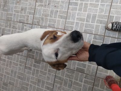 Porte M/P (Adoção Urgente)