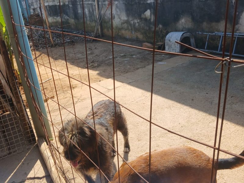 6 Cães (Adoção Urgente)