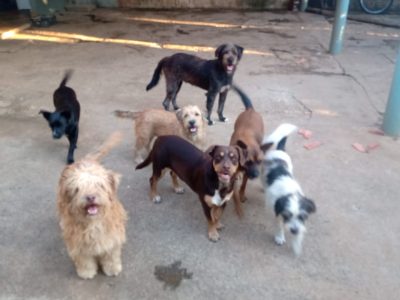 6 Cães (Adoção Urgente)