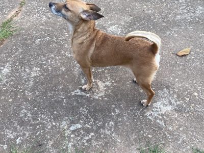 2 Cães (Adoção Urgente)