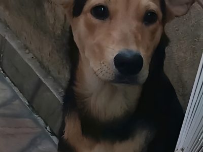 Porte M/P (Adoção Urgente)