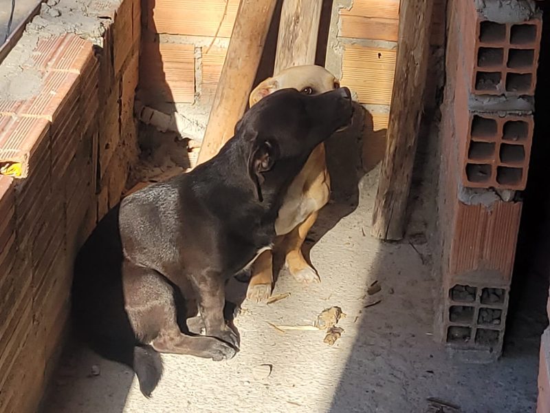 2 Cães (Adoção Urgente)