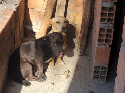 2 Cães (Adoção Urgente)