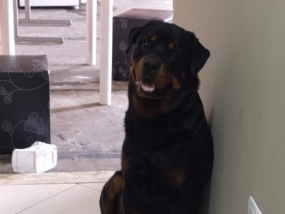 Bruce (Adoção Urgente)
