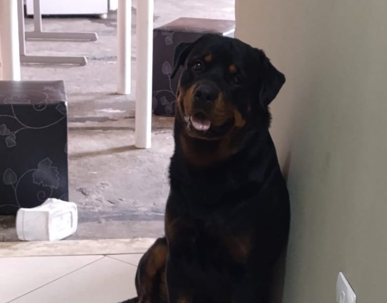 Bruce (Adoção Urgente)