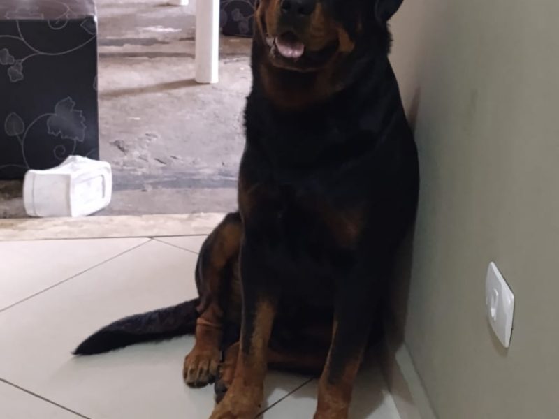 Bruce (Adoção Urgente)