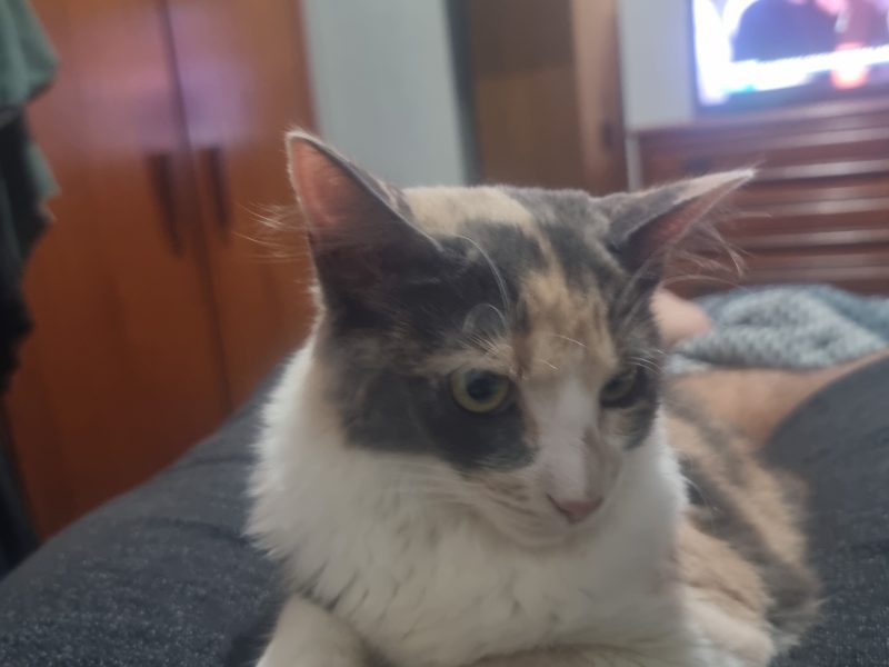 Galadriel (Adoção Urgente)