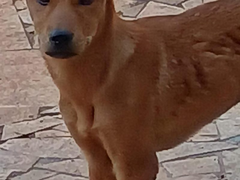 Dekster (Adoção Urgente)