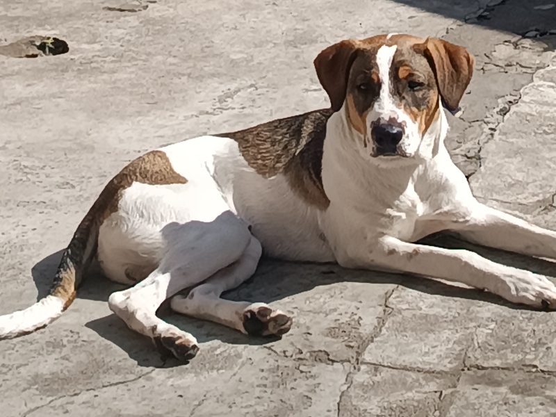 Tommy (Adoção Urgente)