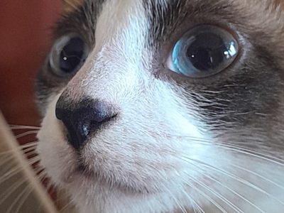 Elvis (Adoção Urgente)
