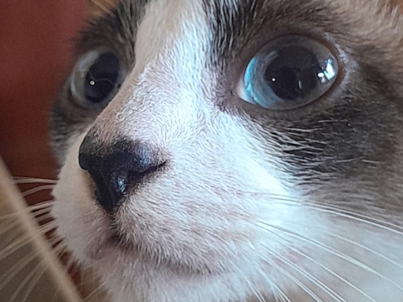 Elvis (Adoção Urgente)